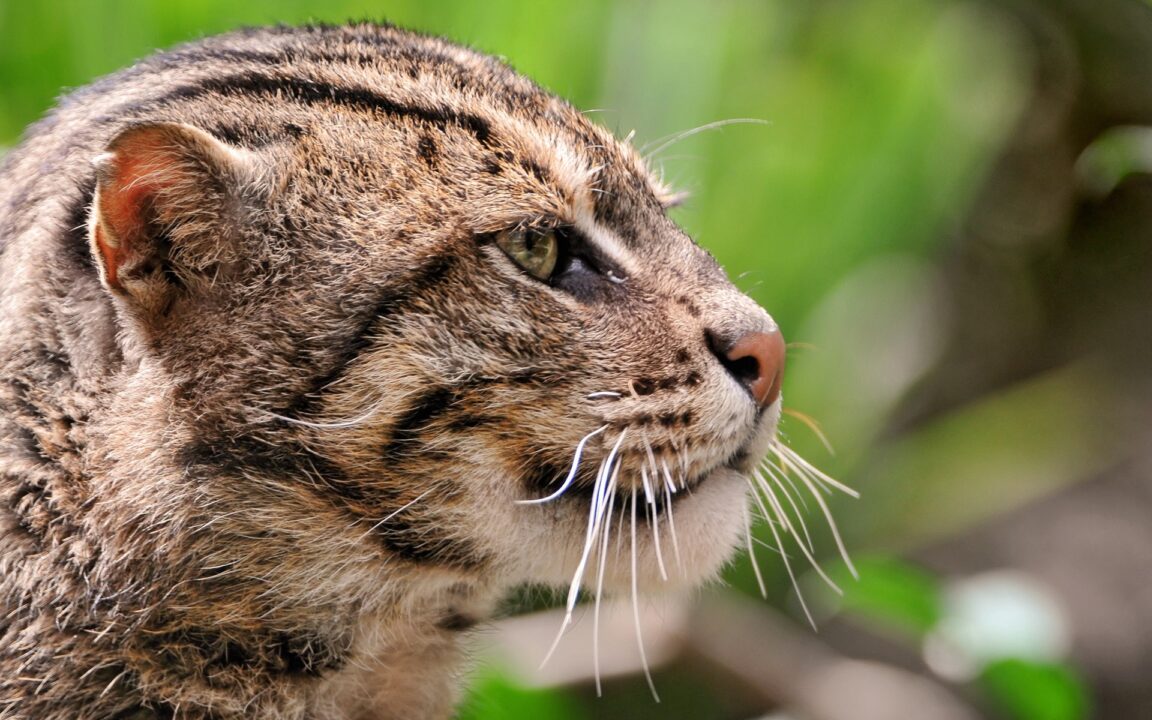 Fishing Cat Pictures