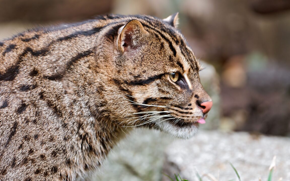 Fishing Cat Wallpapers