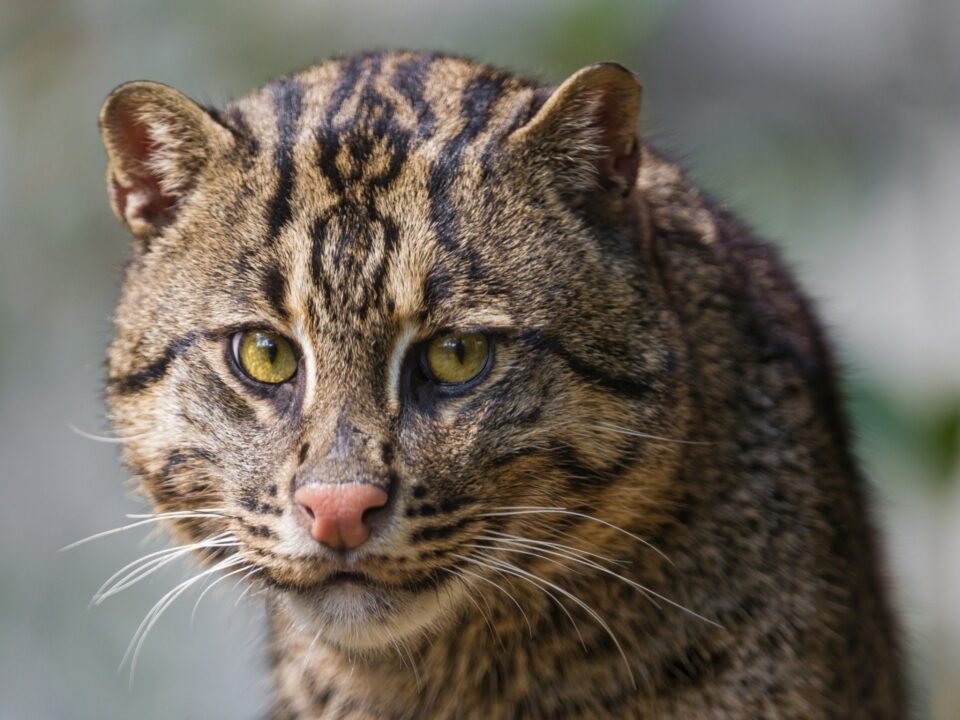 Fishing Cat Wallpapers for PC