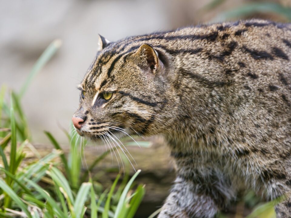 Fishing Cat Windows Wallpapers