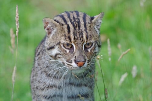 Fishing Cat images