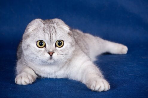 Scottish Fold