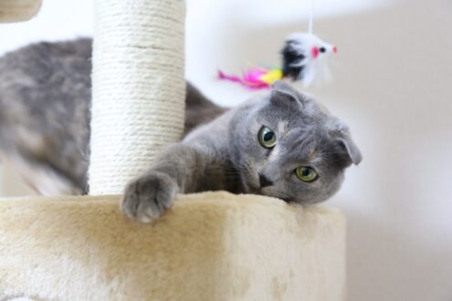 Scottish Fold Gallery