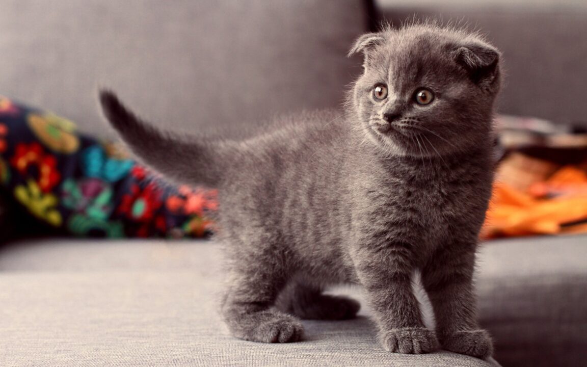 Scottish Fold Photos