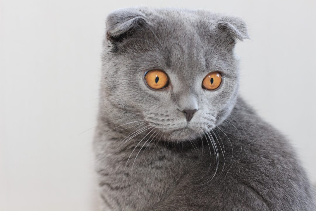 Scottish Fold Pictures