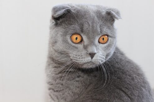 Scottish Fold Pictures