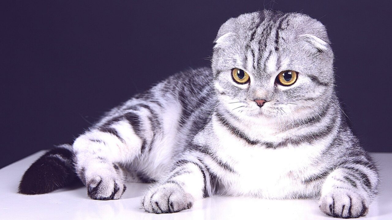 Scottish Fold Wallpapers