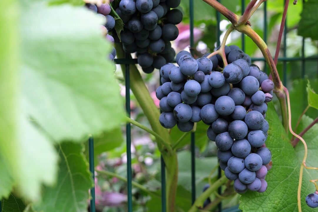 Grape Background images