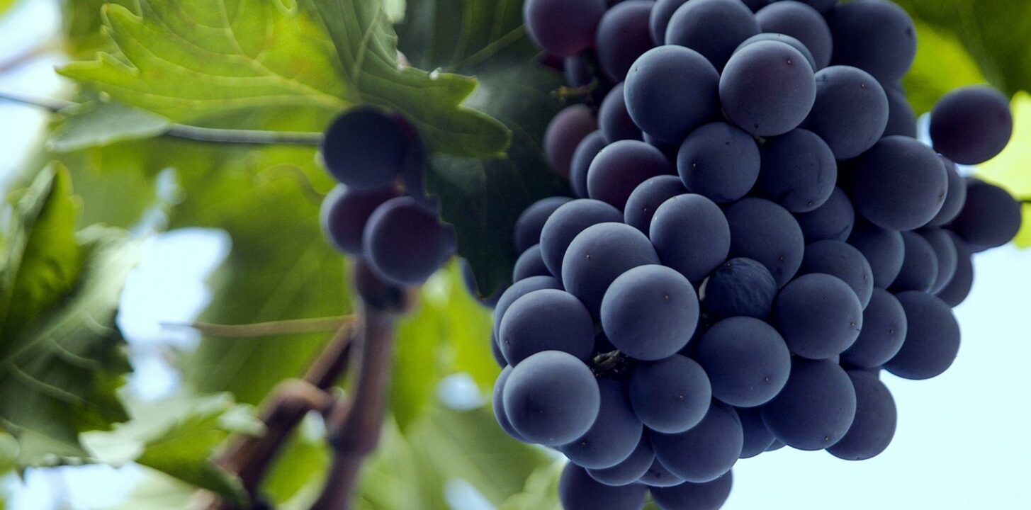 Grape Computer Wallpapers