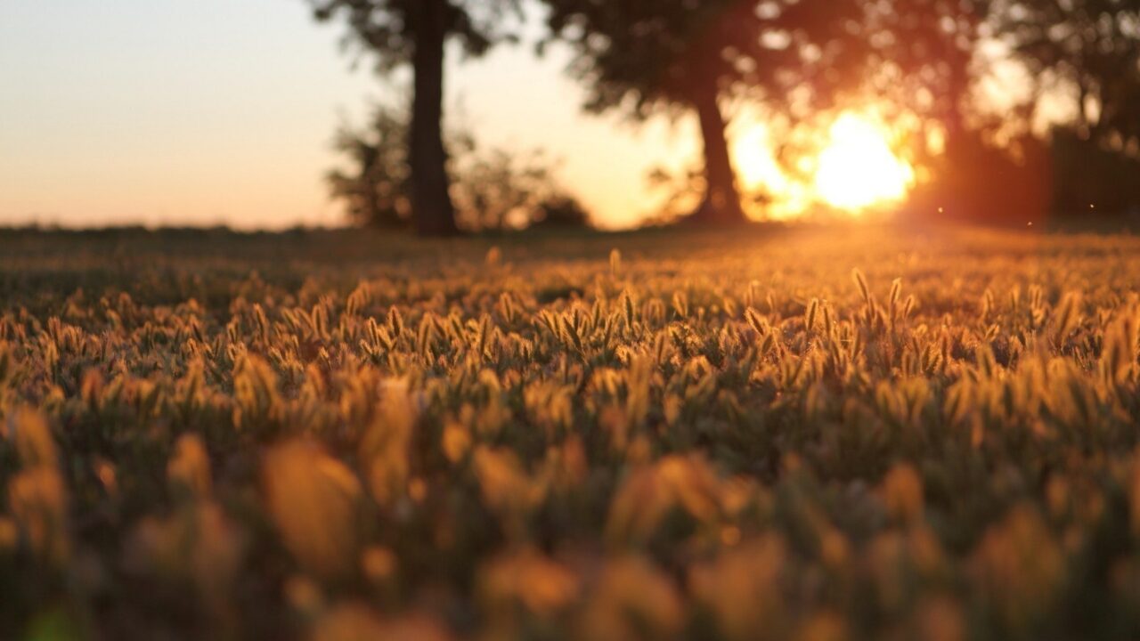 Morning Wallpapers 2